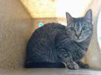 Adopt LOUISE a Domestic Short Hair