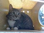 Adopt BONNIE a Domestic Short Hair