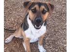 Adopt CHEWY a Beagle, Australian Cattle Dog / Blue Heeler