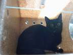 Adopt OCTAVIA a Domestic Short Hair
