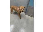 Adopt LEXI a Cane Corso