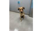 Adopt MARY a Labrador Retriever, Mixed Breed