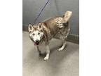 Adopt LUNA a Siberian Husky