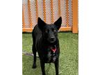 Adopt WILDMIST a Australian Cattle Dog / Blue Heeler