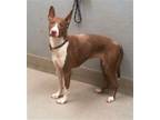 Adopt CREAM a Pit Bull Terrier, Basenji