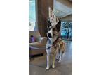 Adopt XENA a Siberian Husky