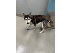 Adopt LATKE a Siberian Husky
