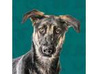 Adopt Kacia a Mixed Breed