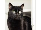 Adopt Royal a Domestic Short Hair