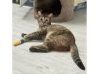 Adopt Star a Domestic Short Hair