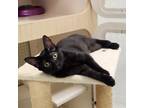 Adopt Mulan a Domestic Short Hair