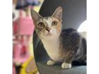 Adopt Kokomo a Domestic Short Hair