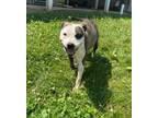 Adopt Dory a Pit Bull Terrier