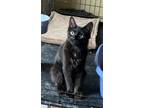 Adopt Pixie a Domestic Medium Hair