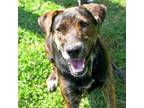 Adopt Lillith a Plott Hound