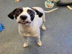 Adopt DOTT a Pit Bull Terrier, Mixed Breed