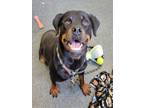 Adopt NOVA a Rottweiler, Mixed Breed