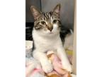 Adopt PEPPURR POTTS a Domestic Short Hair