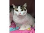 Adopt POPPY a Domestic Short Hair