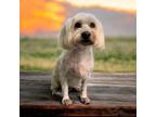 Adopt Molly a Lhasa Apso