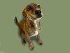 Adopt SIERRA a German Shepherd Dog, Mixed Breed