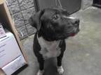 Adopt PORCUPINE a Pit Bull Terrier, Mixed Breed