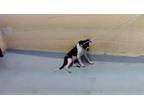 Adopt SHAE a Pit Bull Terrier, Mixed Breed