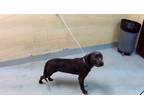 Adopt TISH a Staffordshire Bull Terrier, Mixed Breed
