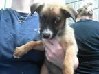 Adopt A165409 a German Shepherd Dog, Mixed Breed