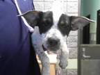 Adopt A165462 a Australian Cattle Dog / Blue Heeler, Mixed Breed