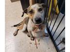 Adopt DOGGY a Pit Bull Terrier, Australian Cattle Dog / Blue Heeler