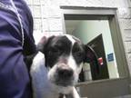 Adopt A165461 a Australian Cattle Dog / Blue Heeler, Mixed Breed