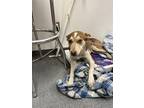 Adopt MAZE a Australian Cattle Dog / Blue Heeler