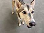 Adopt DUTCHESS a Siberian Husky, Mixed Breed