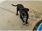 Adopt TRINA a Pit Bull Terrier, Mixed Breed