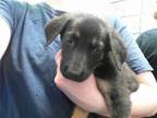 Adopt A165410 a German Shepherd Dog, Mixed Breed