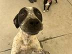 Adopt TRISHA a Pit Bull Terrier, Mixed Breed