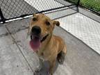Adopt RILEY BEAR a German Shepherd Dog, Mixed Breed
