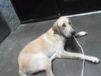 Adopt TAMBRA a Labrador Retriever, Mixed Breed