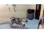 Adopt CHENG a Husky