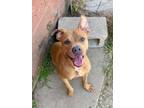 Adopt Juliet a Mixed Breed
