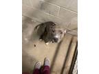 Adopt Bella a Pit Bull Terrier, Mixed Breed