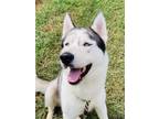 Adopt Juno a Siberian Husky, Mixed Breed