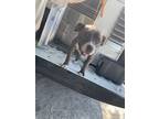Adopt Moo moo a Pit Bull Terrier, Mixed Breed