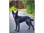 Adopt Maleficent AKA Sequoia a Husky, Shepherd