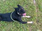 Adopt Baby a German Shepherd Dog, Mixed Breed
