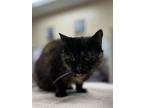 Adopt TARTER SAUCE a Domestic Short Hair