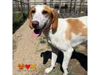 Adopt FERN a English Coonhound, Mixed Breed