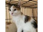 Adopt Missy a Domestic Short Hair