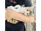Adopt Mandy a Domestic Short Hair